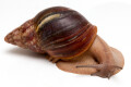 Archachatina rhodostoma Benin, adult, 10cm